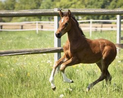 horse Coeur Royale S (German Riding Pony, 2022, from DSP Cosmo Royale)