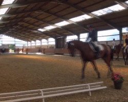 dressage horse Cissano (Westphalian, 2006, from Contini)