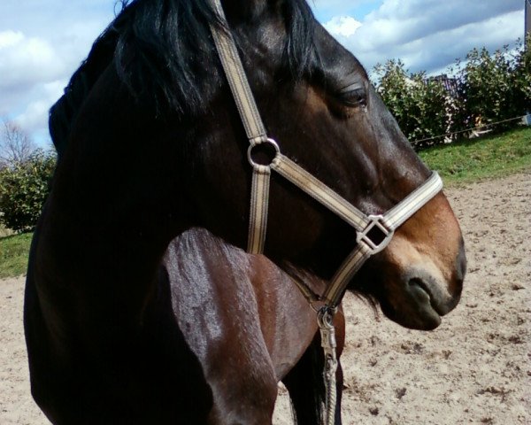 horse Stella (Saxony-Anhaltiner, 1991, from Sekurit 3391)