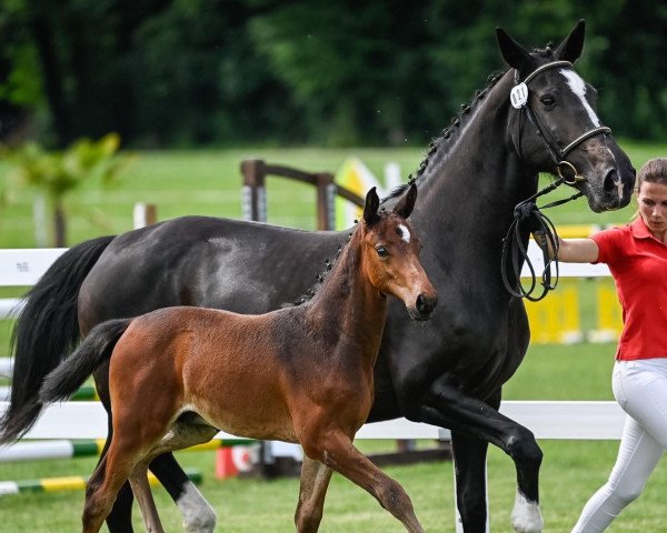 Pferd D'Asmaro BS CH (Schweizer Warmblut, 2021, von D'Aganix 2000 Z)