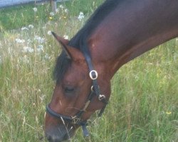 jumper Conner 50 (Holsteiner, 2008, from Cachas)