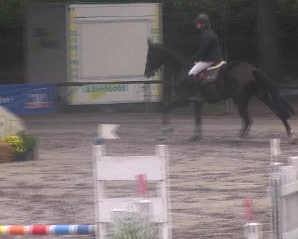 Dressurpferd Quintesse HW (Württemberger, 2008, von Quintender 2)