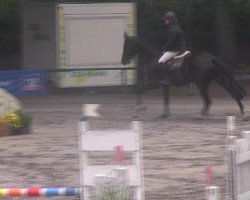 dressage horse Quintesse HW (Württemberger, 2008, from Quintender 2)