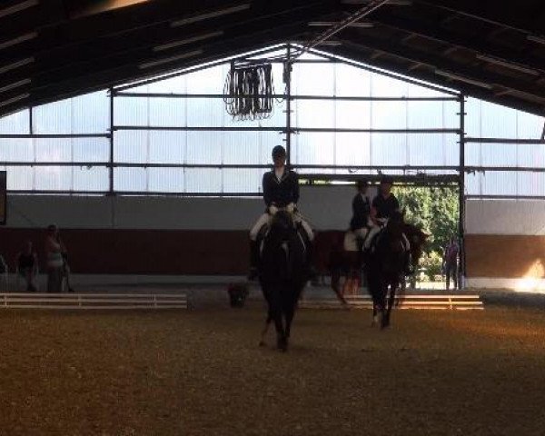 dressage horse Bentley 66 (Westphalian, 2005, from Belissimo NRW)