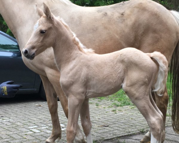 horse Wientje (German Riding Pony, 2021, from No Escape)