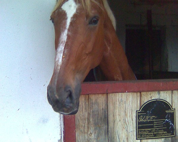 horse Alizee 3 (Hanoverian, 1997, from Aquarell)