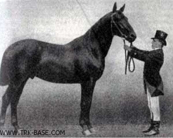stallion Hirtenknabe (Trakehner, 1887, from Hector 1872 xx)