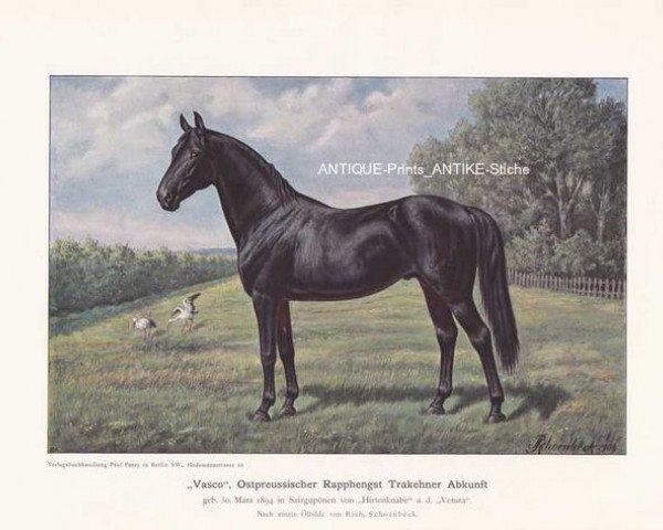 Deckhengst Vasco (Trakehner, 1894, von Hirtenknabe) Deckhengst Vasco (Trakehner, 1894, von Hirtenknabe)