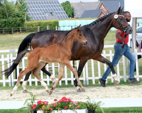 broodmare Taurina Dante (Westphalian, 2022, from Taurus)