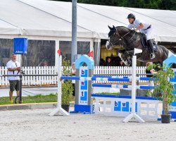jumper Dominant des Alloux Z (Zangersheide riding horse, 2016, from Dominator 2000 Z)