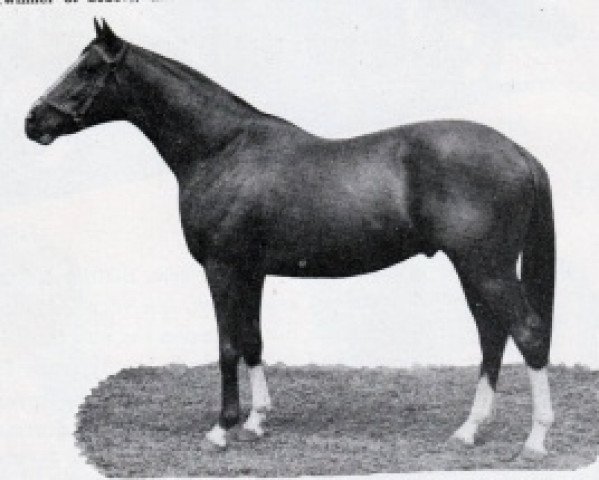 stallion Confessor xx (Thoroughbred, 1943, from Fair Trial xx)