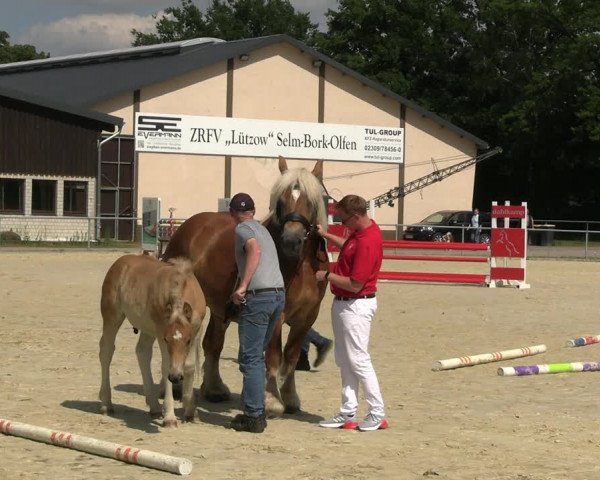 Westfälische Stuten- und Fohlenschau Olfen-Vinnum 2022