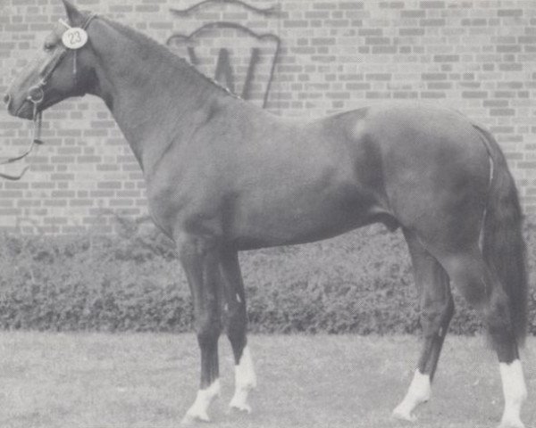 stallion Farcetto (Hanoverian, 1990, from Faust Z) stallion Farcetto (Hanoverian, 1990, from Faust Z)