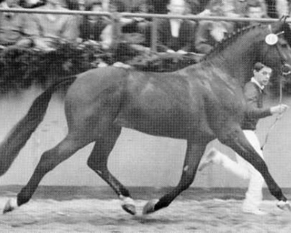 Deckhengst Calvadur (Holsteiner, 1984, von Calypso I)