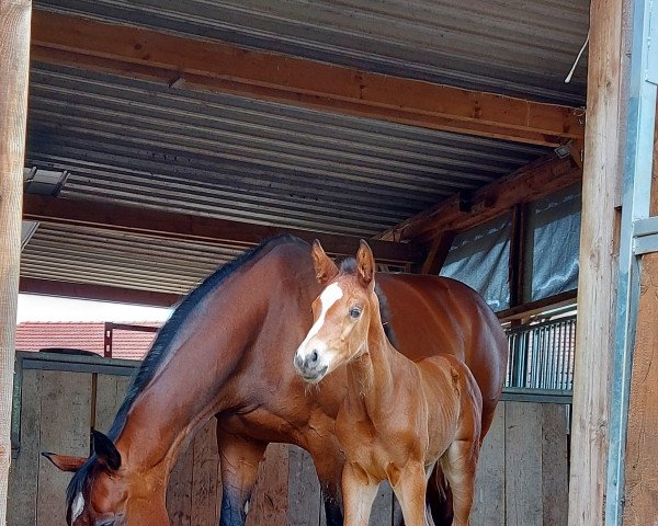 horse Caprichera W (Holsteiner, 2022, from Chinchero)