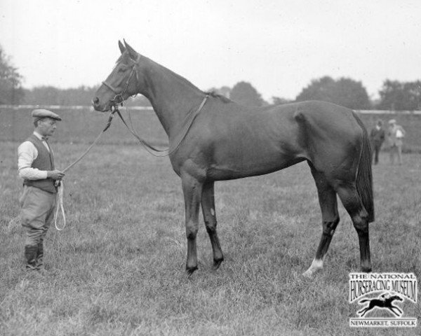 broodmare Rose of England xx (Thoroughbred, 1927, from Teddy xx)
