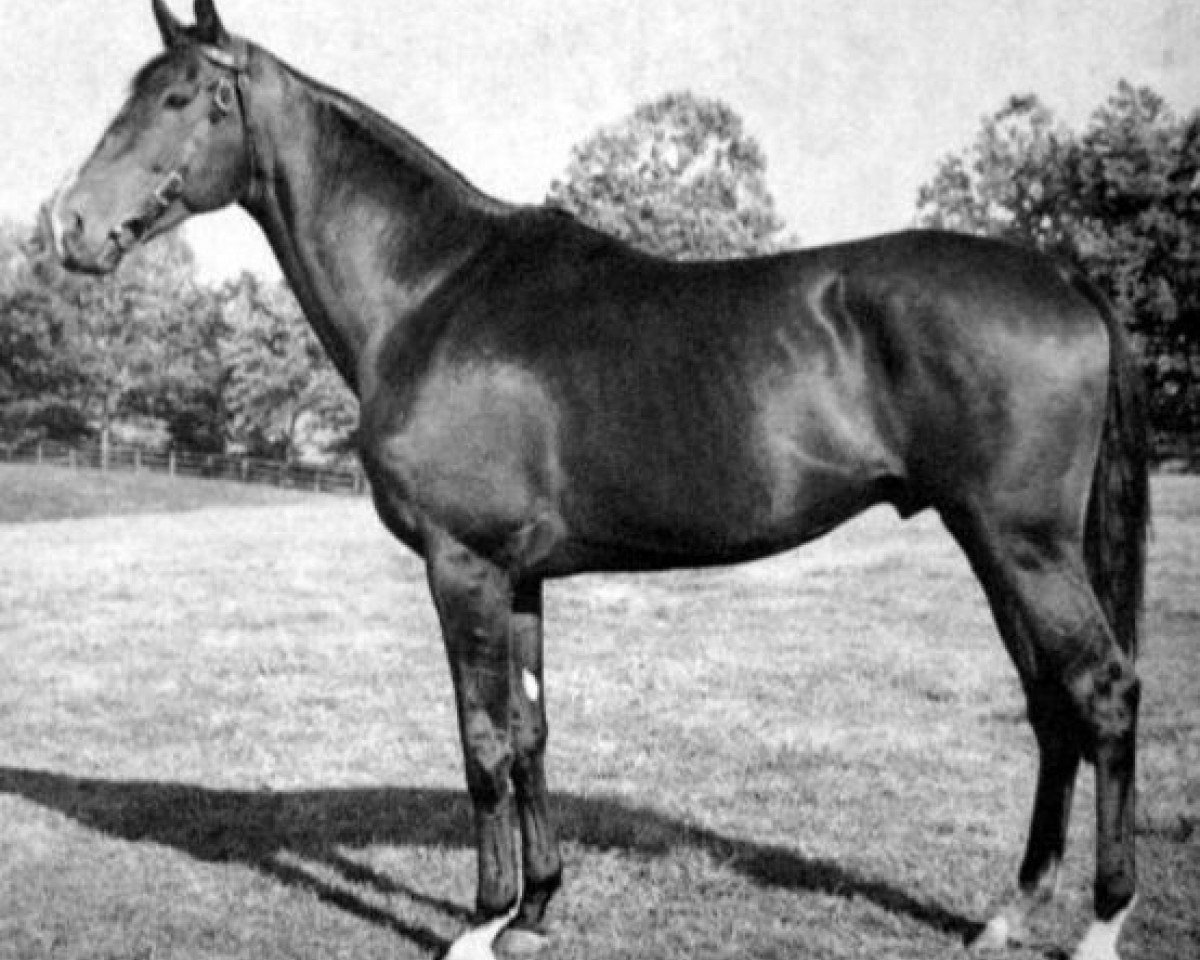 stallion Coastal Traffic xx (Thoroughbred, 1941, from Hyperion xx)