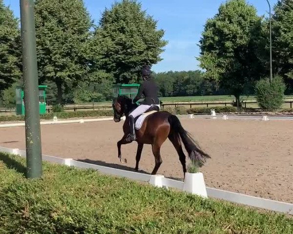 Video of Esplendor 4