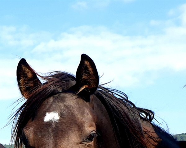 horse Norway (Trakehner, 2020, from Speedway 7)
