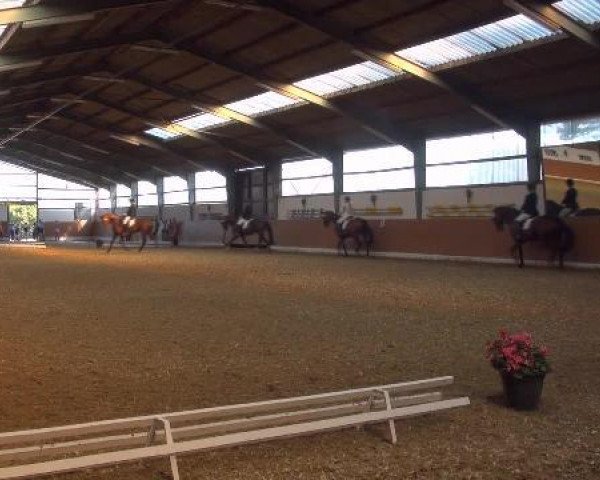 dressage horse Flashdance 71 (Oldenburg, 2005, from Fürst Heinrich)