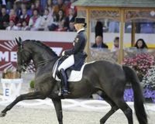 dressage horse Salieri OLD (Oldenburg, 1998, from Sandro Hit)