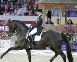 dressage horse Salieri OLD (Oldenburg, 1998, from Sandro Hit)