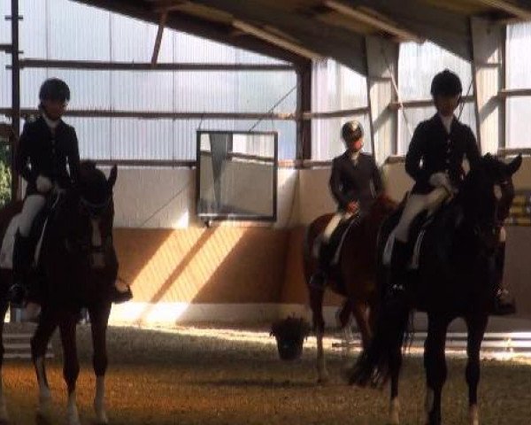 horse Raubritter Ricardo (Westphalian, 2002, from Rilke)