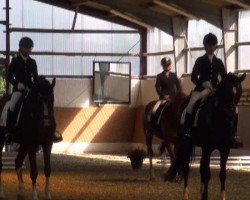 horse Raubritter Ricardo (Westphalian, 2002, from Rilke)