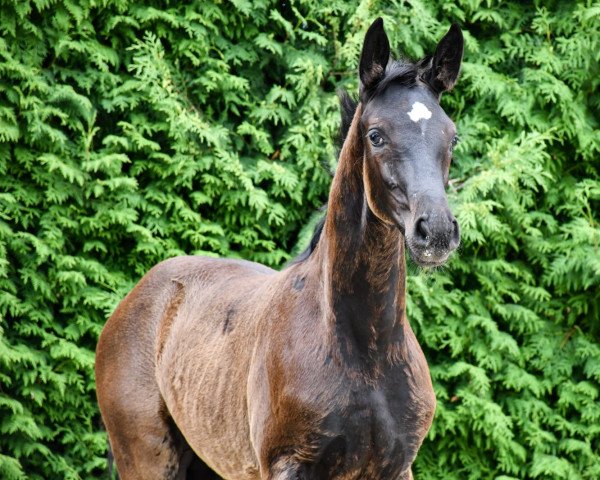 horse Dornröschen (German Sport Horse, 2022, from Bohemian)