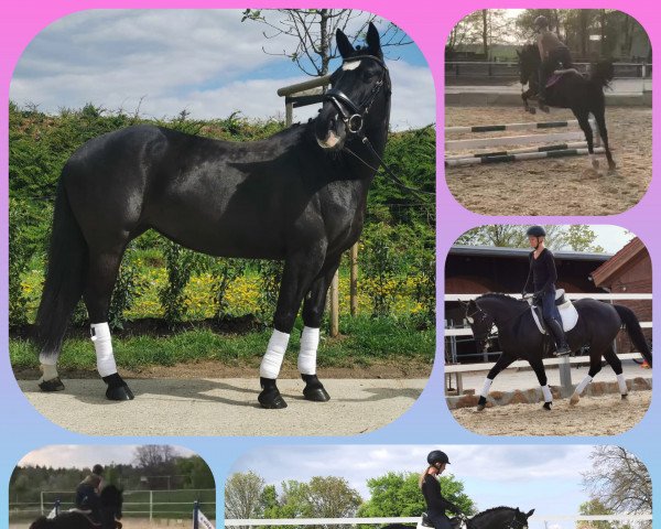 Cavallo Hilde 58 (sconosciuto, 2014)