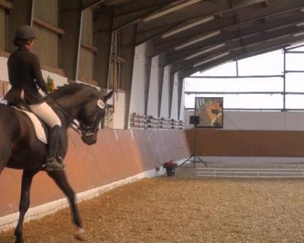 dressage horse Sternenfänger (Westphalian, 2005, from Show Star)