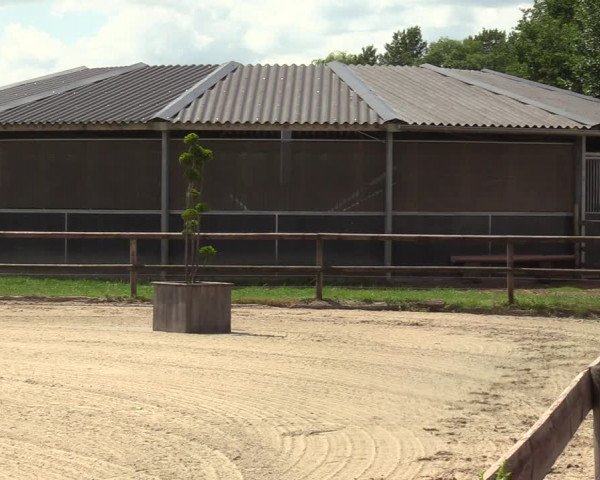 Stutenleistungsprüfung in Gescher 2022