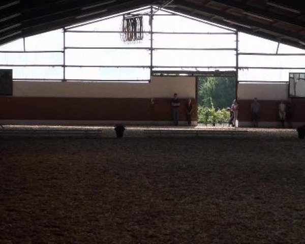 dressage horse Rock'n Roll 20 (Westphalian, 2002, from Rockwell) dressage horse Rock'n Roll 20 (Westphalian, 2002, from Rockwell)