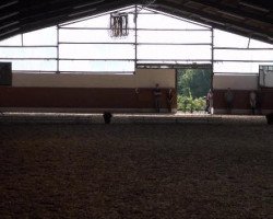 dressage horse Rock'n Roll 20 (Westphalian, 2002, from Rockwell)