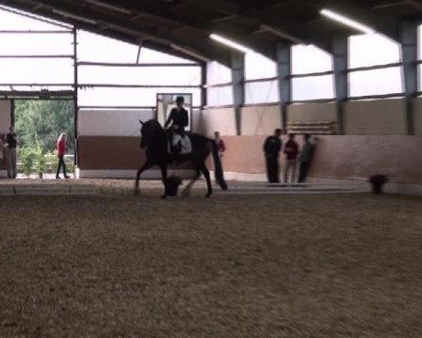Dressurpferd Lamonte 2 (Rheinländer, 2004, von Laurentianer)