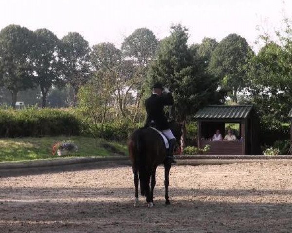 dressage horse Federleicht R (Hanoverian, 2004, from Fidermark)