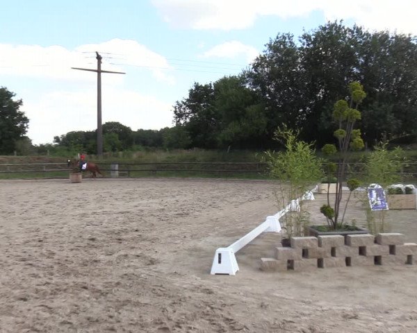 Stutenleistungsprüfung in Gescher 2022