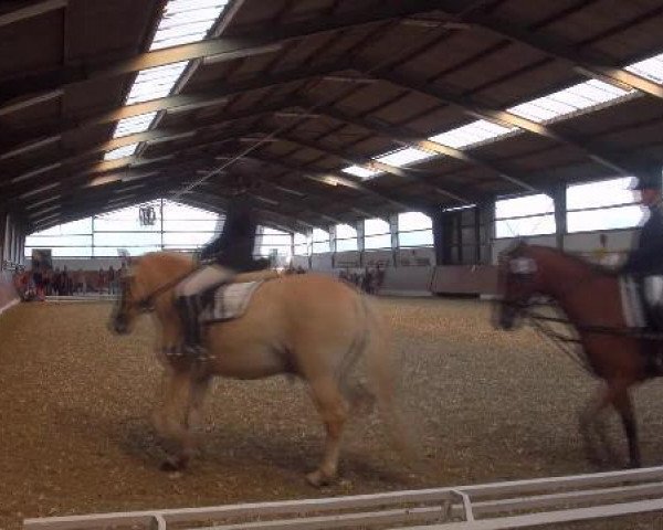 dressage horse Tom Tom (Haflinger Mix, 2006)