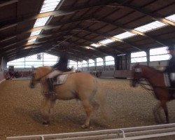 dressage horse Tom Tom (Haflinger Mix, 2006)