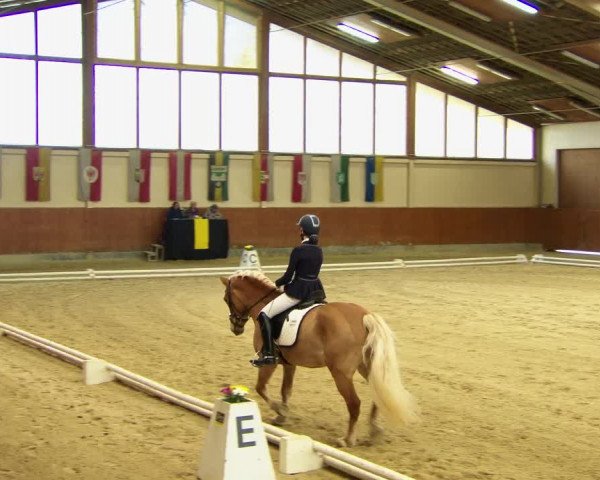 Reitturnier Weikersdorf am Steinfelde 2022