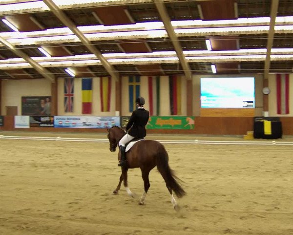 Reitturnier Weikersdorf am Steinfelde 2022