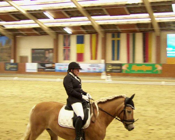 Reitturnier Weikersdorf am Steinfelde 2022