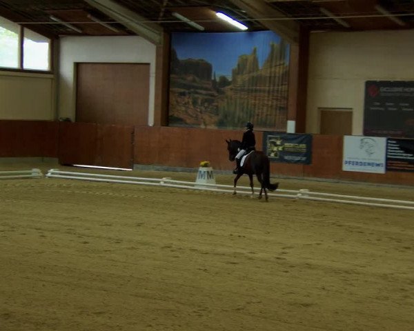 Reitturnier Weikersdorf am Steinfelde 2022