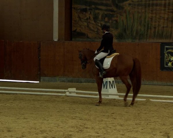 Reitturnier Weikersdorf am Steinfelde 2022