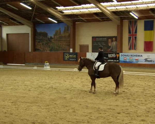 Reitturnier Weikersdorf am Steinfelde 2022