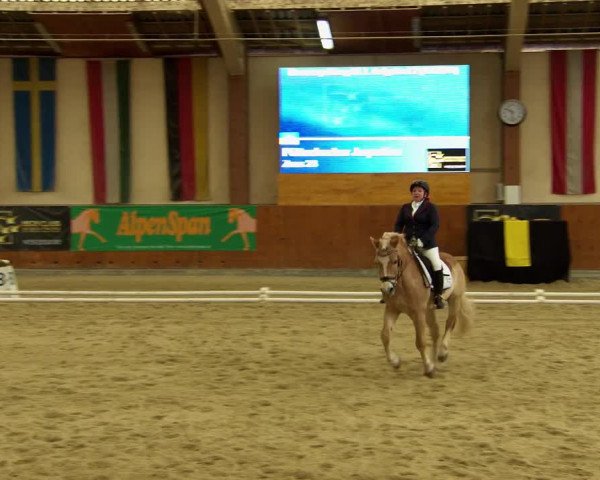 Reitturnier Weikersdorf am Steinfelde 2022