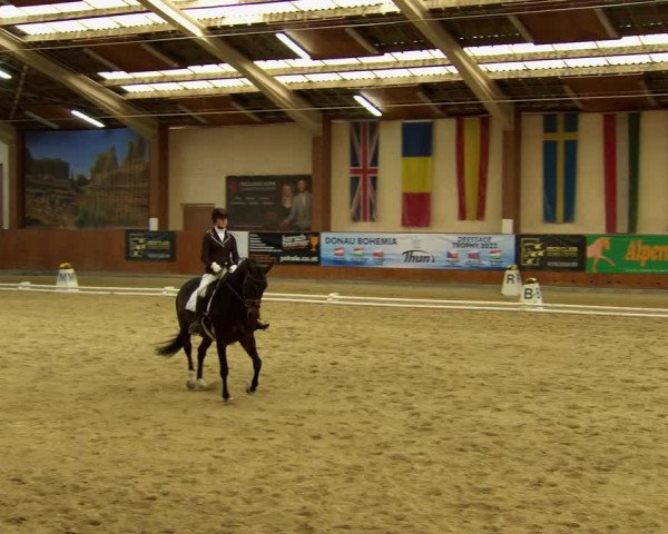 Reitturnier Weikersdorf am Steinfelde 2022