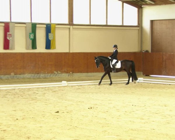 Reitturnier Weikersdorf am Steinfelde 2022
