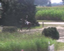 jumper Balunito (Westphalian, 2005, from Balou du Rouet)