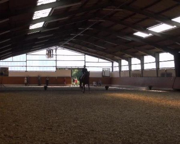dressage horse For Kris (Westphalian, 2005, from Fürst Heinrich)